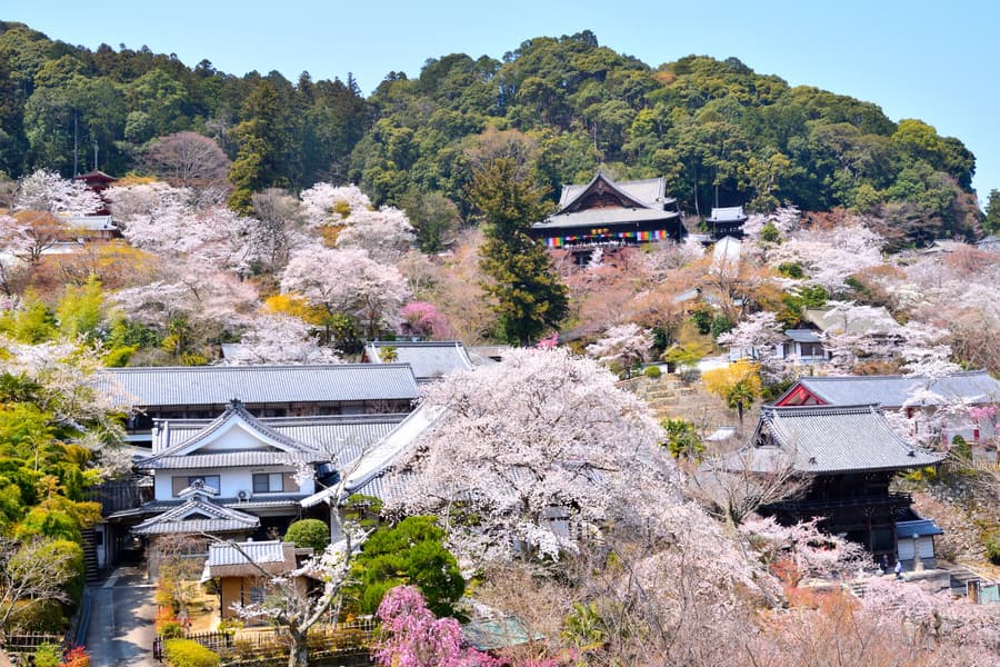 春あふれる（奈良・長谷寺）