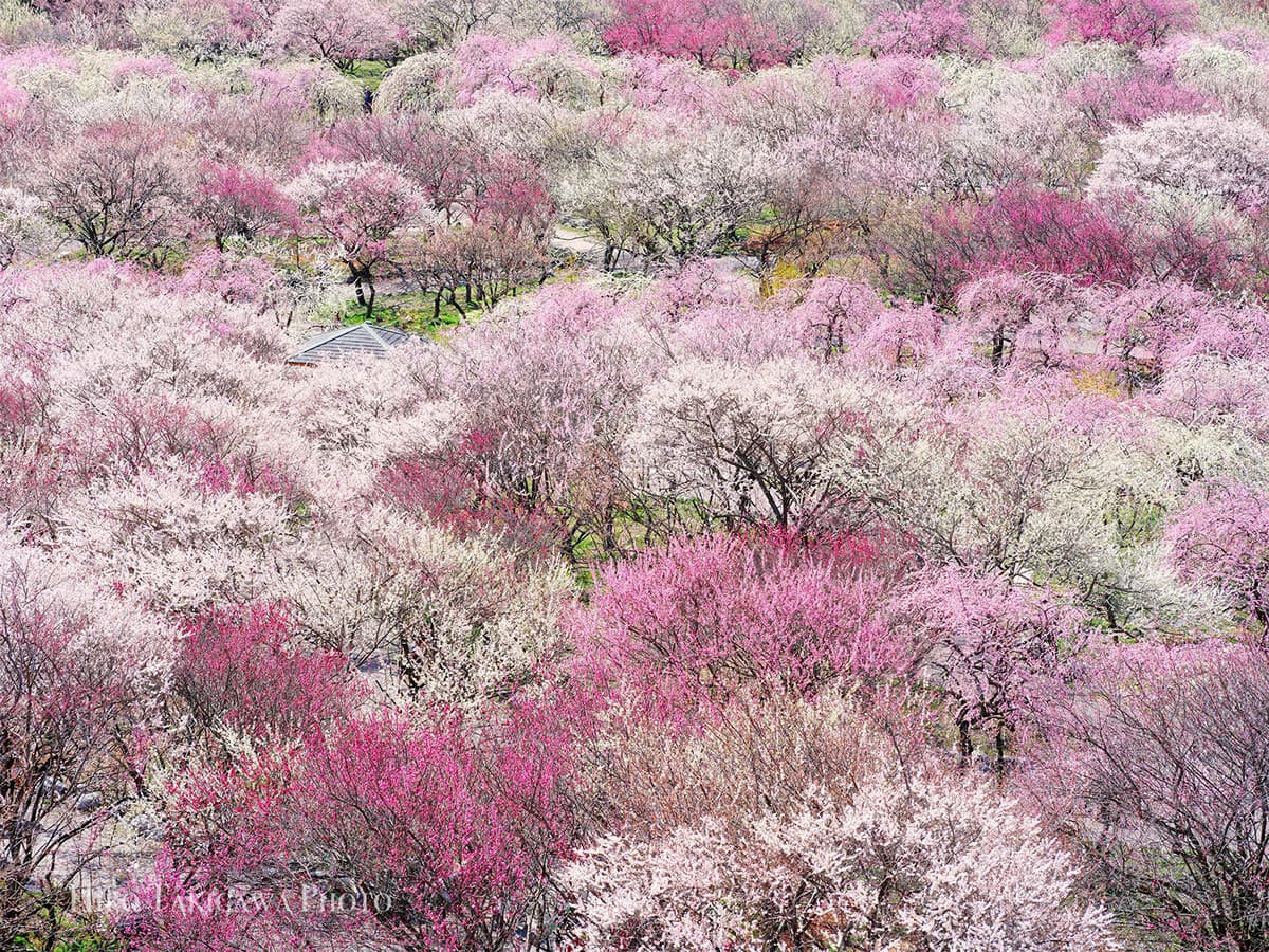 いなべ市梅林公園
