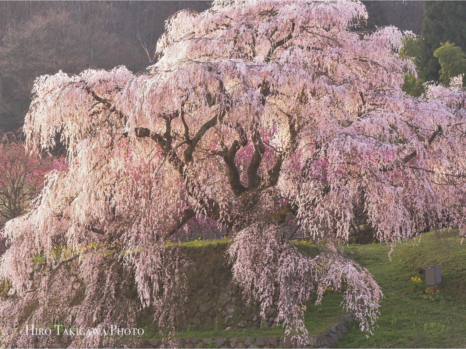又兵衛桜
