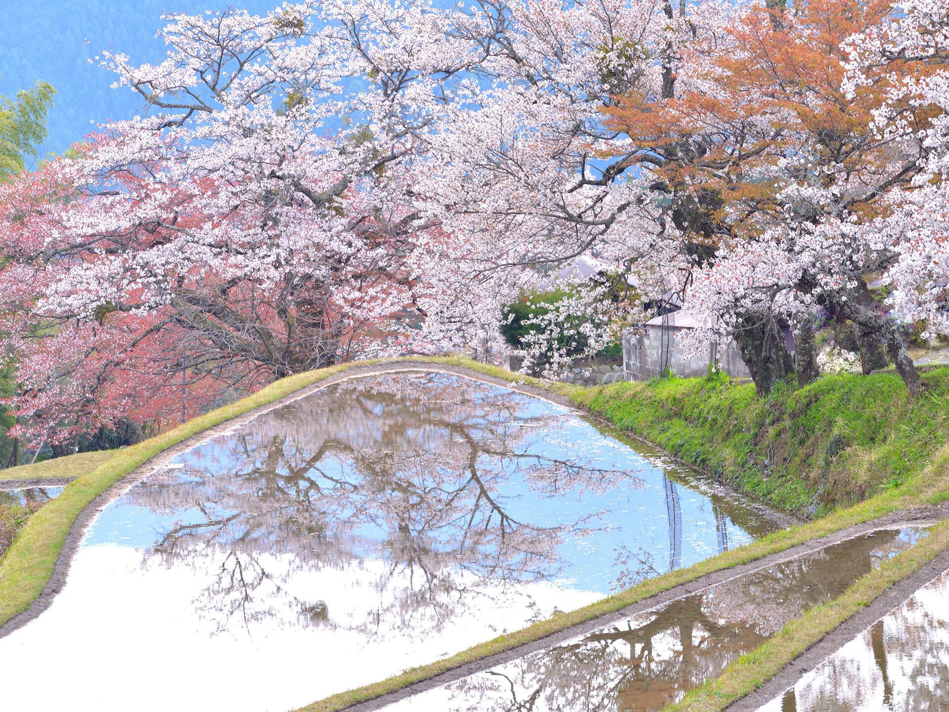 三多気の桜
