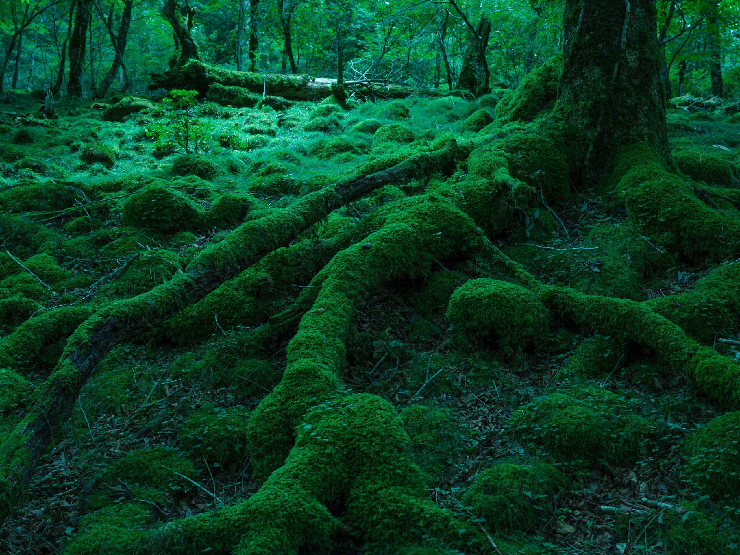 fuji_inochi_s-16.jpg